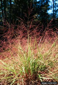 Purple Lovegrass /
Eragrostis spectabilis